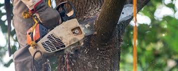 Lawn Maintenance Plans in Mount Carroll, IL