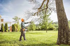 Best Tree Removal  in Mount Carroll, IL