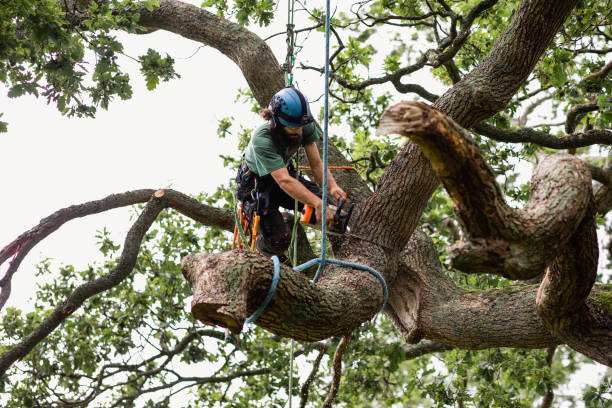 Best Tree Maintenance Programs  in Mount Carroll, IL