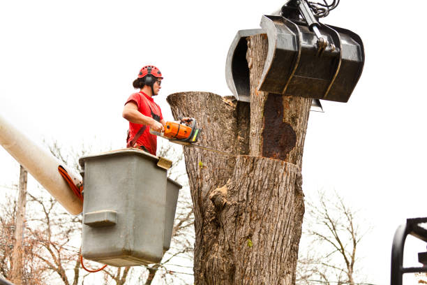 Reliable Mount Carroll, IL Tree Care Solutions